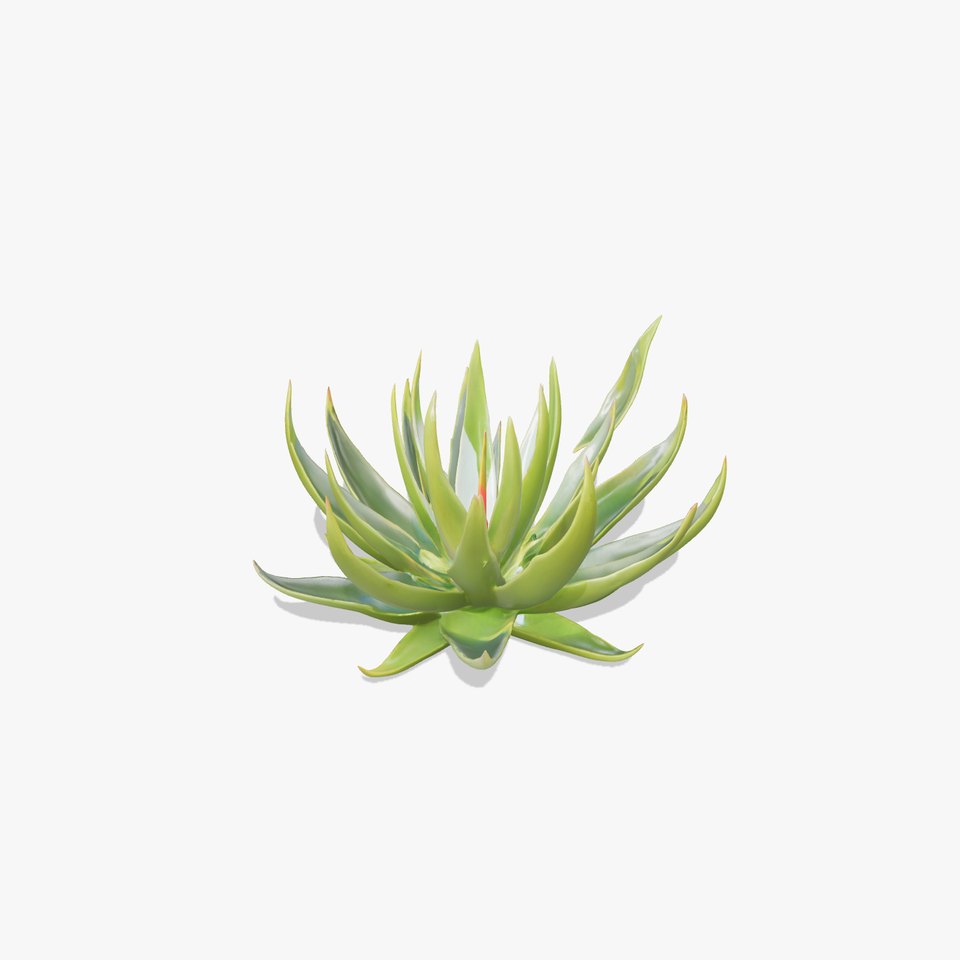 Aloe Succulent Model Pack for D Design and Rendering
